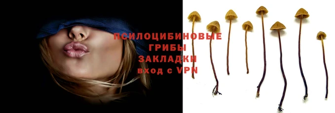 индика Новозыбков