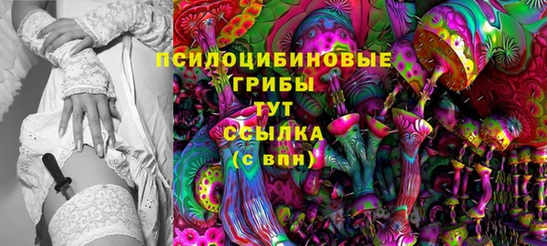 индика Новозыбков